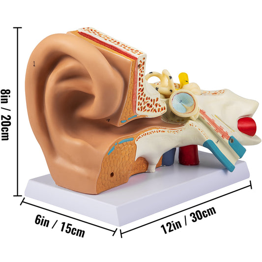 Human Ear Anatomy Model