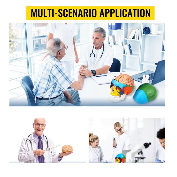 Human Skull & Brain Anatomy Model