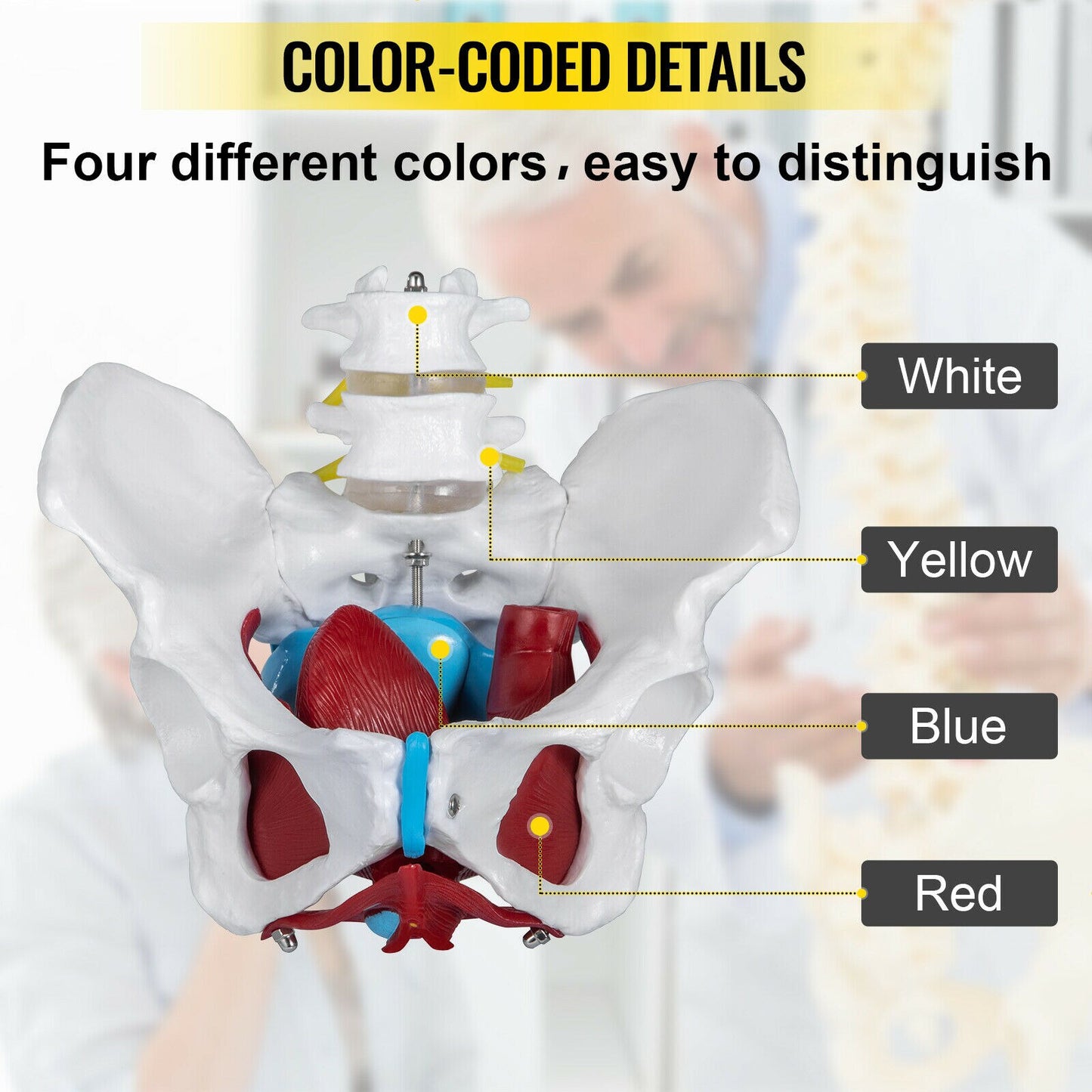 Female Pelvis Anatomy Model