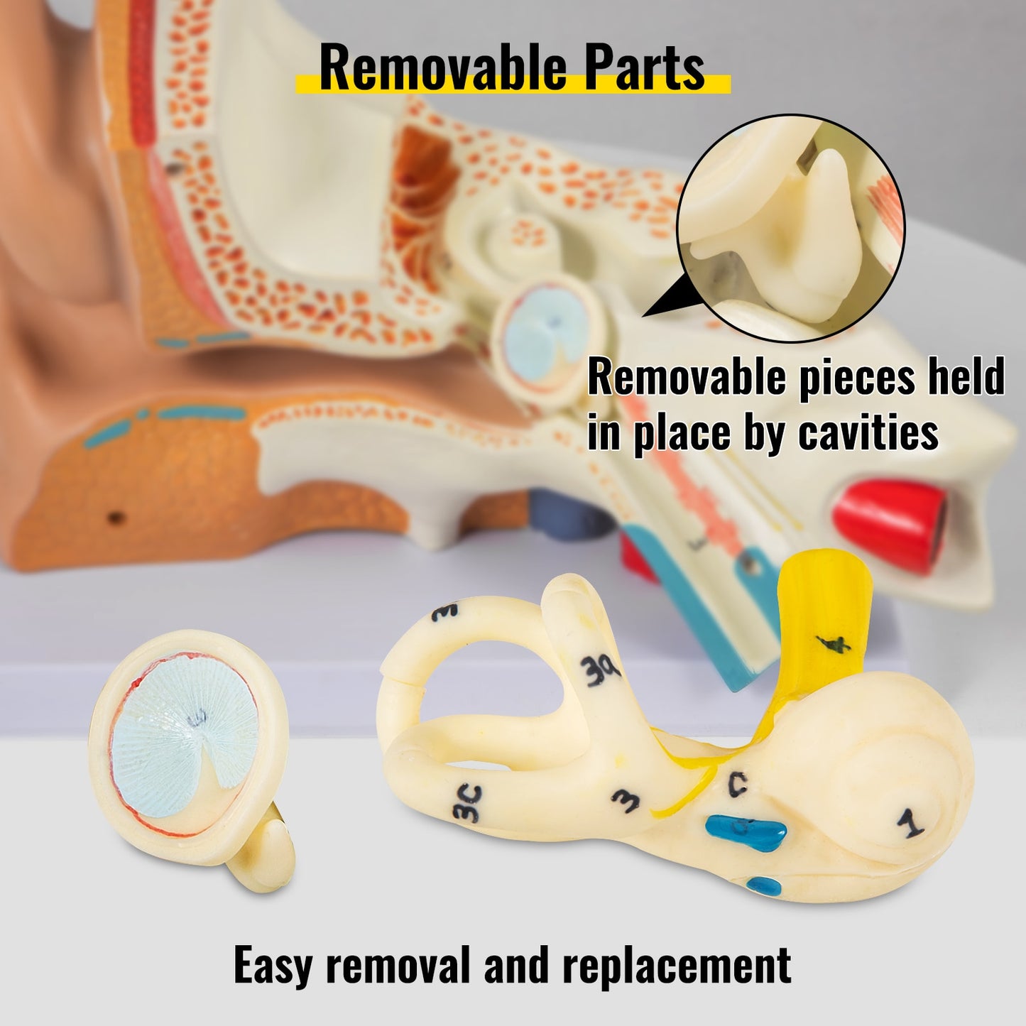 Human Ear Anatomy Model