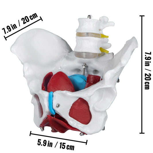 Female Pelvis Anatomy Model