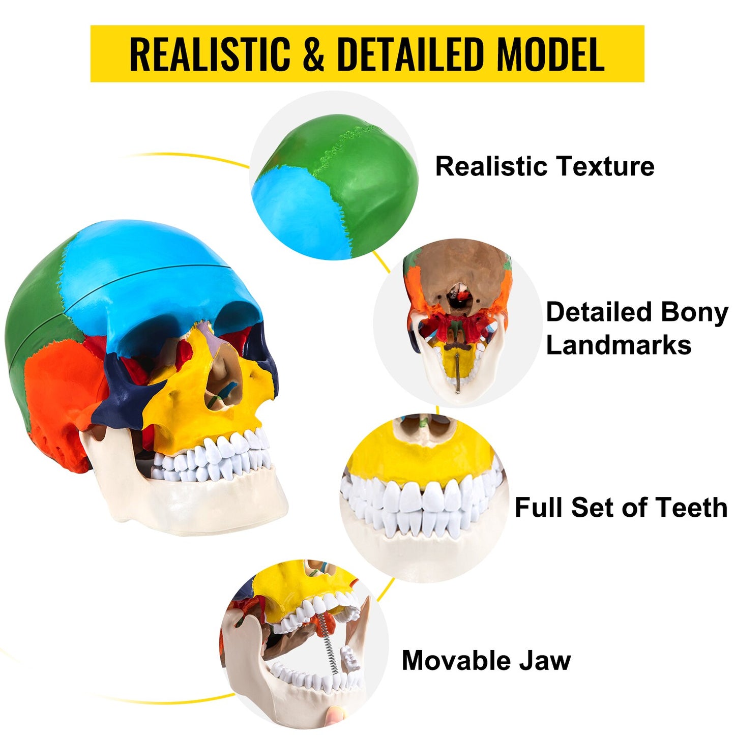 Human Skull & Brain Anatomy Model