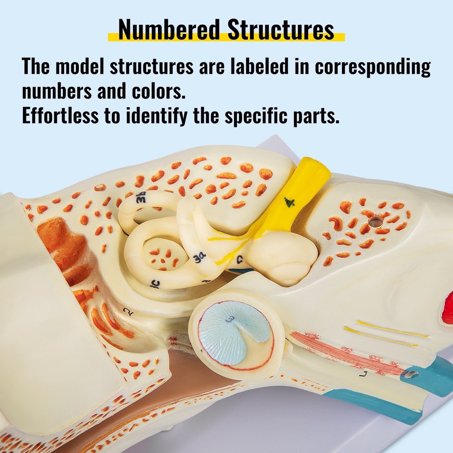 Human Ear Anatomy Model