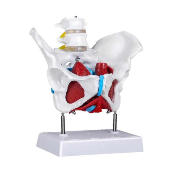 Female Pelvis Anatomy Model