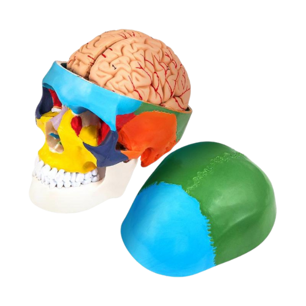 Human Skull & Brain Anatomy Model