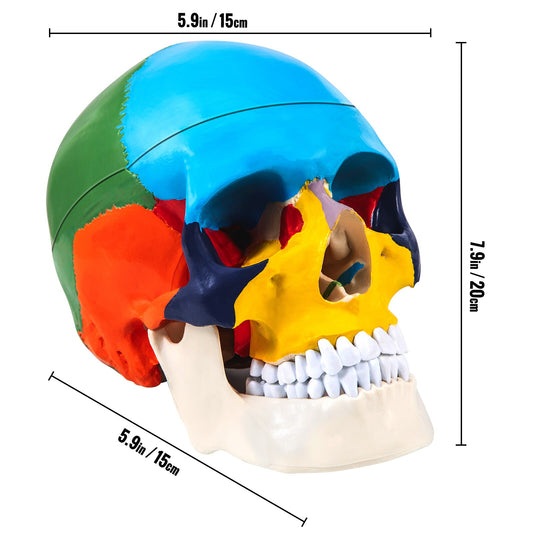 Human Skull & Brain Anatomy Model