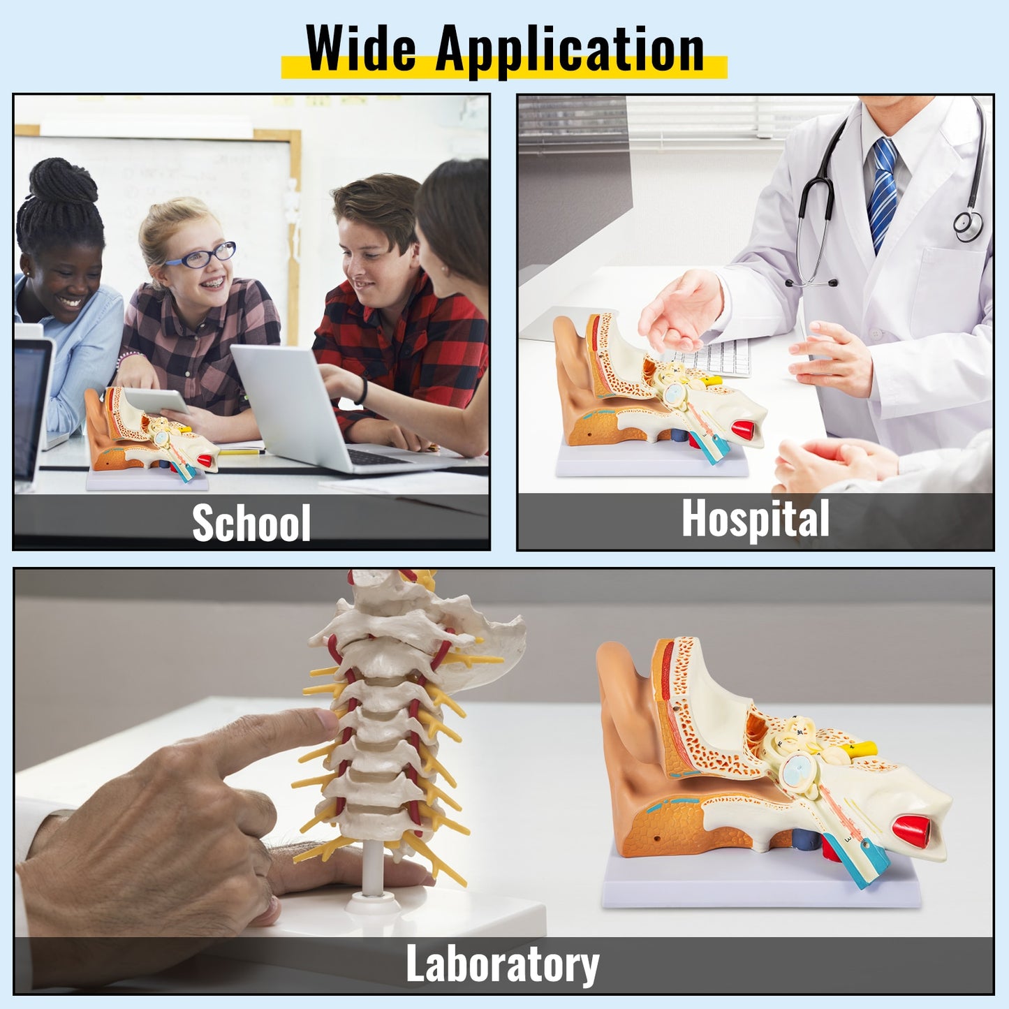 Human Ear Anatomy Model