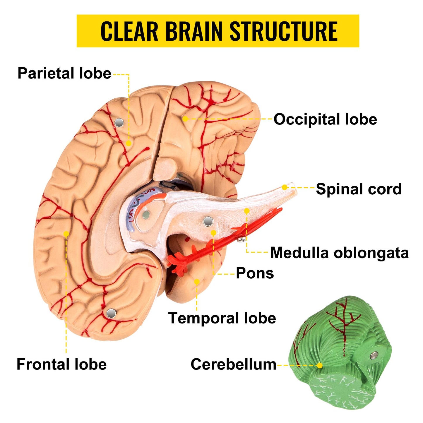 Human Skull & Brain Anatomy Model