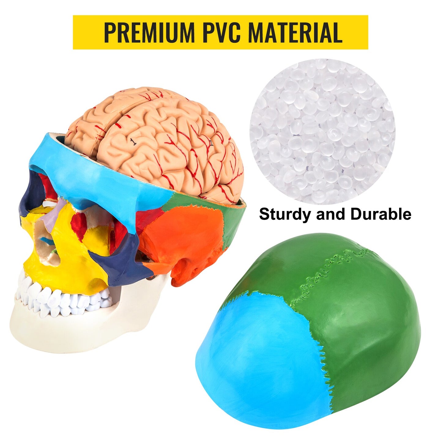 Human Skull & Brain Anatomy Model